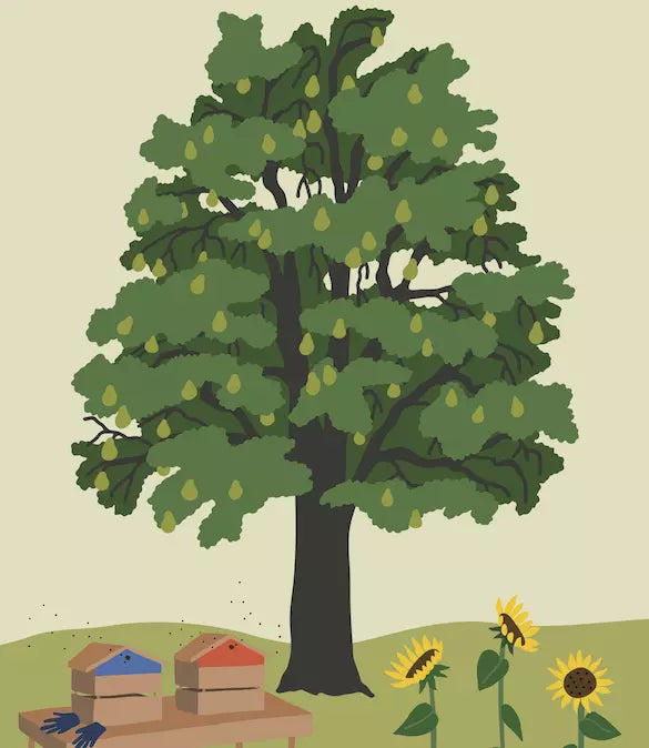 Arborama – Entdecke und beobachte die fabelhafte Welt der Bäume