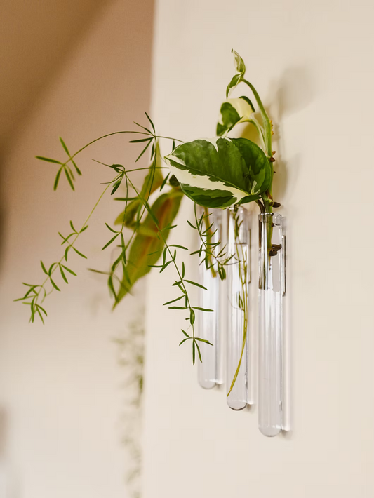 Walleaf 3er Pack