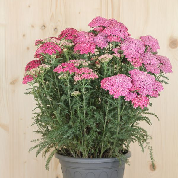 Schafgarbe Saucy Seduction – Duftende, winterharte Staude für naturnahe Gärten
