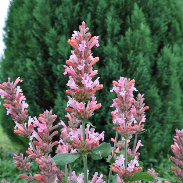 Duftnessel Pink Pearl – Winterharte Staude für Insektenfreunde