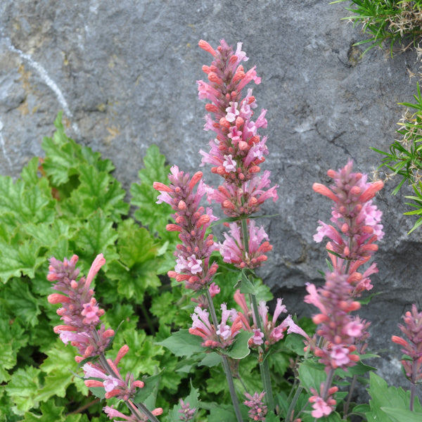 Duftnessel Pink Pearl – Winterharte Staude für Insektenfreunde