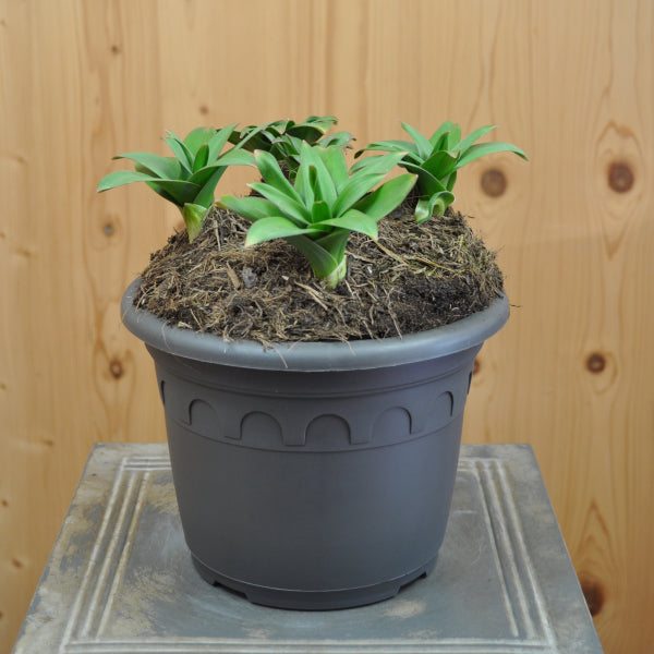 Der Riesen-Zierlauch - Allium Pinball Wizard