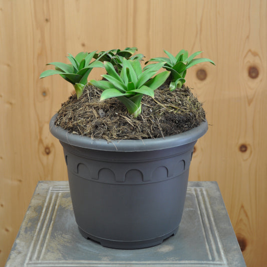 Der Riesen-Zierlauch - Allium Pinball Wizard