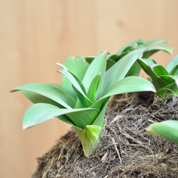 Der Riesen-Zierlauch - Allium Pinball Wizard