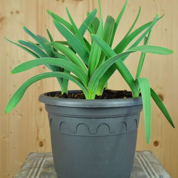 Der insektenfreundliche Sternkugellauch - Allium christophii