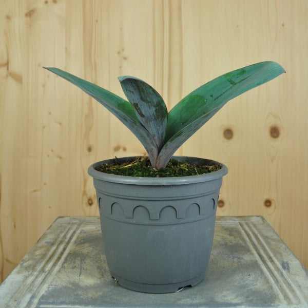 Der grossblütige Blauzungen-Lauch - Allium karataviense