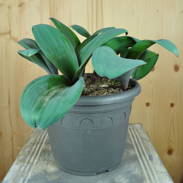 Der Blauzungenlauch mit altrosa Blütenbällen - Allium karataviense