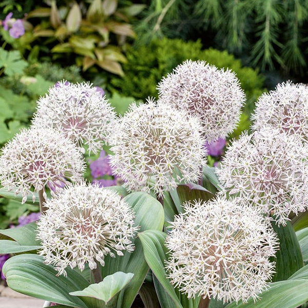 Der Blauzungenlauch mit altrosa Blütenbällen - Allium karataviense