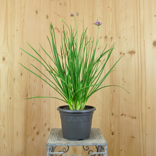 Berg-Lauch (Allium senescens) – Blauer Zierlauch für Steingarten und Beet, winterhart