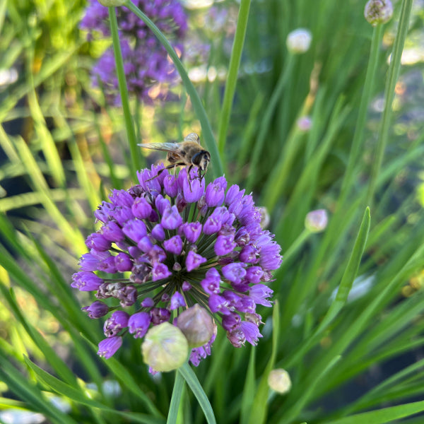 Berg-Lauch (Allium senescens) – Blauer Zierlauch für Steingarten und Beet, winterhart