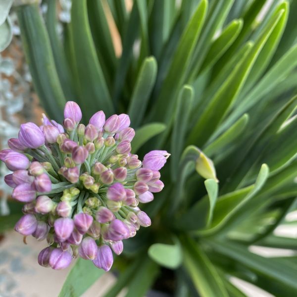 Berg-Lauch (Allium senescens) – Blauer Zierlauch für Steingarten und Beet, winterhart