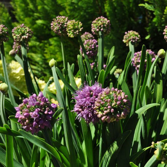 Berg-Lauch (Allium senescens) – Blauer Zierlauch für Steingarten und Beet, winterhart