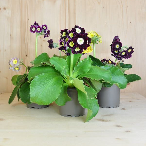 Die heimische Alpenaurikel - Primula auricula