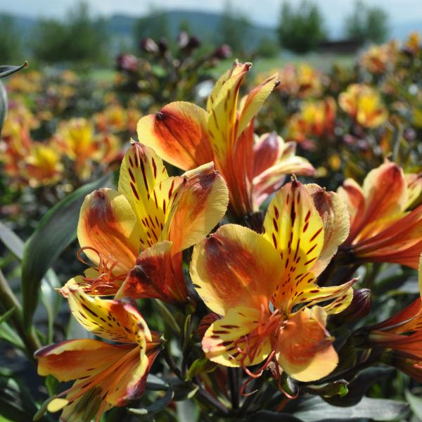 Inkalilie Summer Breeze, orange – exotische Saisonpflanze im 25er Topf