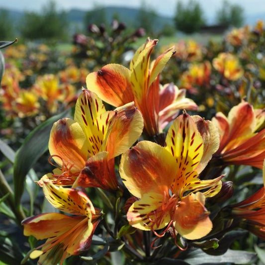 Inkalilie Summer Breeze, orange – exotische Saisonpflanze im 25er Topf