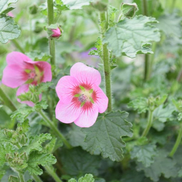Kapmalve Lady in Pink – Saisonpflanze für Balkon und Terrasse