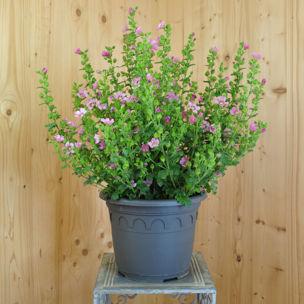 Kapmalve Lady in Pink – Saisonpflanze für Balkon und Terrasse