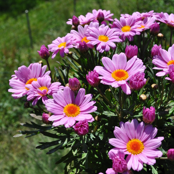 Margerite Lolly – Rosa Sommerflor für sonnige Plätze