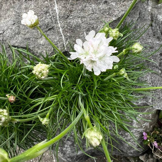 Die äusserst robuste Strand-Grasnelke - Armeria maritima Abbey White