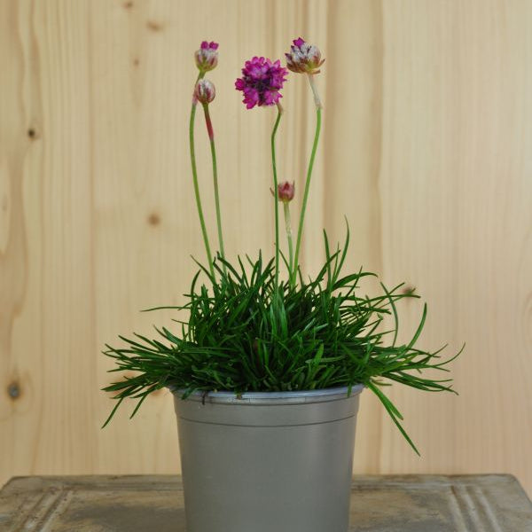 Die äusserst robuste Strand-Grasnelke - Armeria maritima Abbey Deep Rose