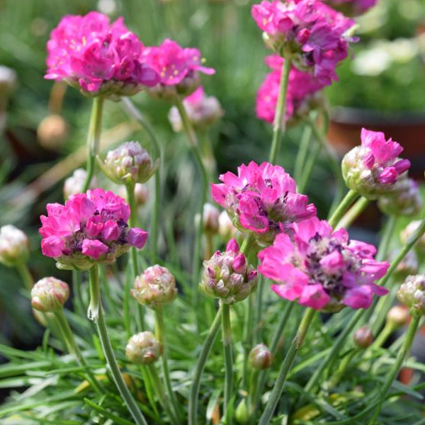 Die äusserst robuste Strand-Grasnelke - Armeria maritima Abbey Deep Rose