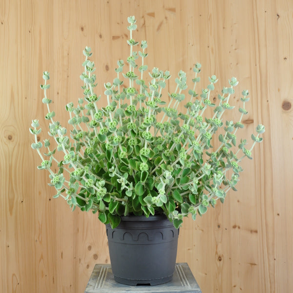 Kretische Schwarznessel – mediterraner Blattschmuck, winterhart und insektenfreundlich