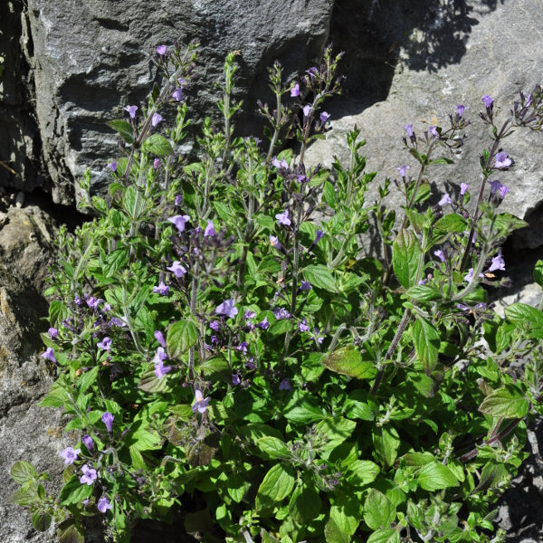 Bergminze Marvelette Blue – Duftende Blütenschmuckstaude aus der Schweiz