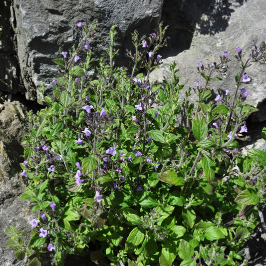 Bergminze Marvelette Blue – Duftende Blütenschmuckstaude aus der Schweiz