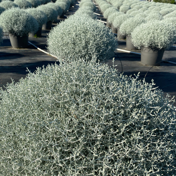 Silberkopf Calocephalus brownii Silvercarlos – Dekorative Zierpflanze aus Schweizer Produktion