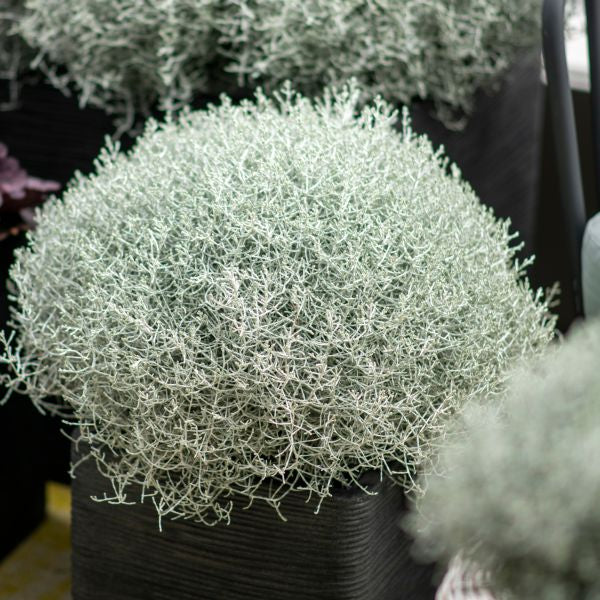Silberkopf mit Licht im Korb Calocephalus brownii Silver – Dekorative Strukturpflanze für den Herbst