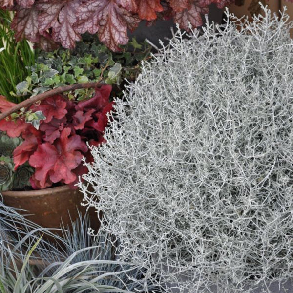 Der silberne Winterschmuck im Deko Korb, Silberkopf - Calocephalus brownii  Silver