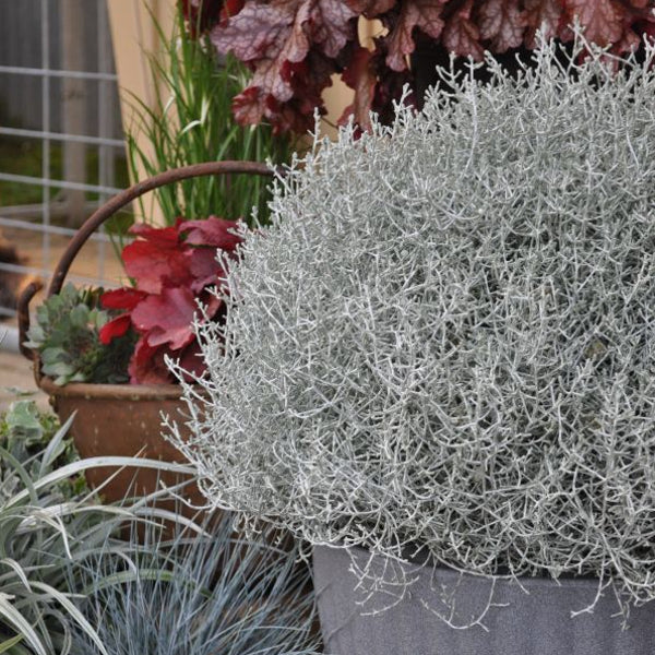 Der silberne Winterschmuck, Silberkopf - Calocephalus brownii Silver Schale