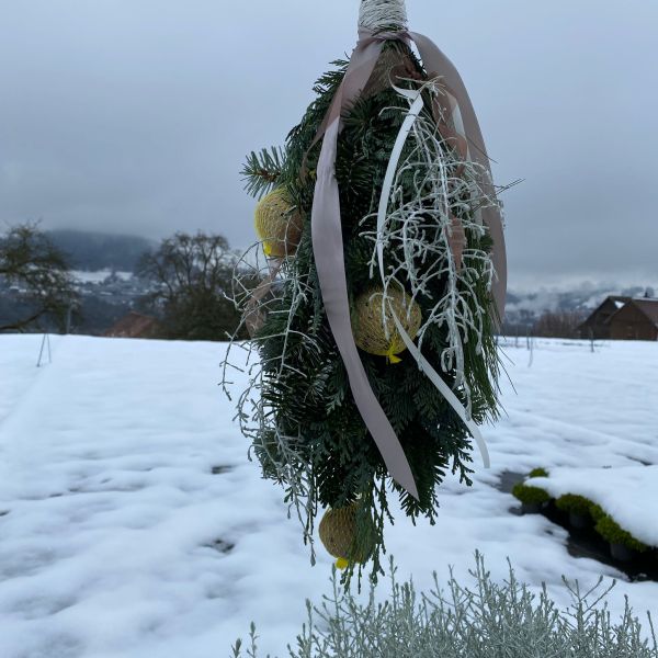 Der silberne Winterschmuck, Silberkopf - Calocephalus brownii  Silver