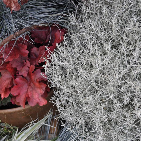 Der silberne Winterschmuck im Deko Korb, Silberkopf - Calocephalus brownii  Silver