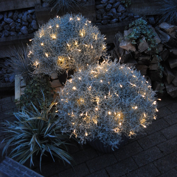 Silberkopf Calocephalus brownii mit Lichterkette, 21er Topf, Schweizer Produktion
