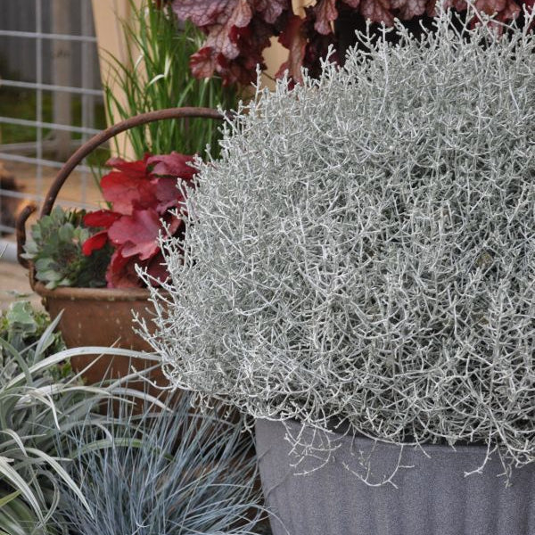 Der silberne Winterschmuck, Silberkopf - Calocephalus brownii  Silver