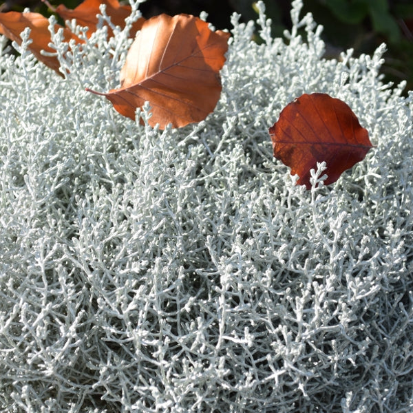 Der silberne Winterschmuck im Deko Korb, Silberkopf - Calocephalus brownii  Silver