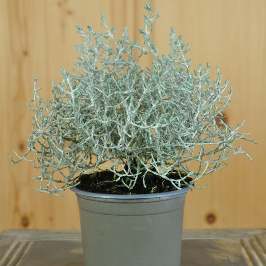 Silberkopf Calocephalus brownii Silvercarlos – Dekorative Zierpflanze aus Schweizer Produktion
