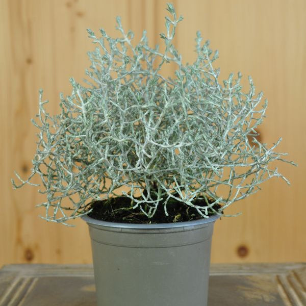 Silberkopf Calocephalus brownii Silvercarlos – Dekorative Zierpflanze aus Schweizer Produktion