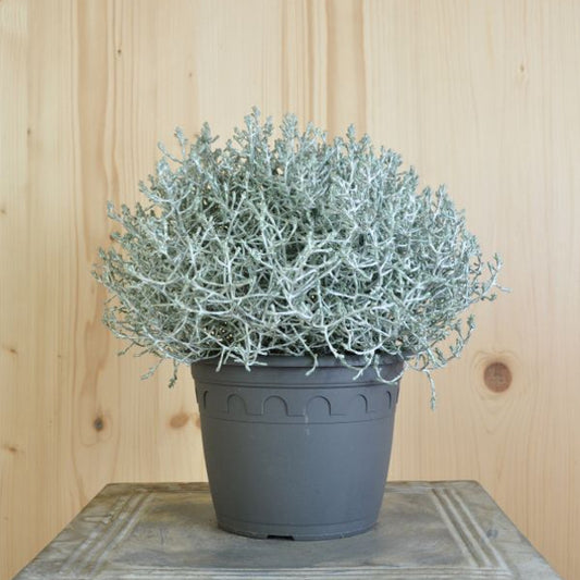 Silberkopf Calocephalus brownii Silver, 16 cm Topf – Zierpflanze aus Schweizer Produktion