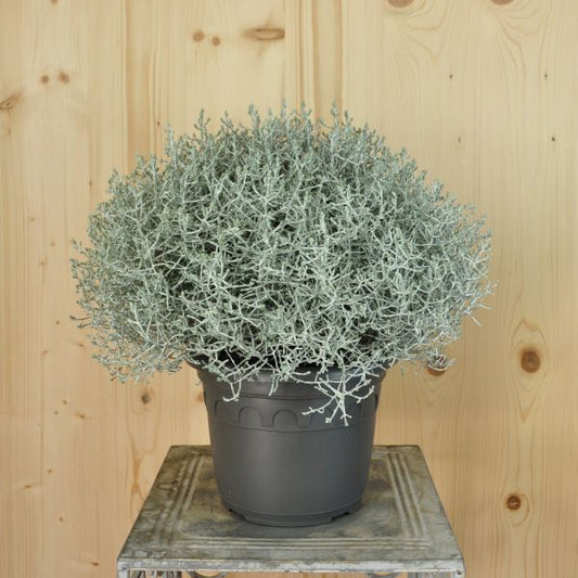 Silberkopf (Calocephalus brownii Silver) – Saisonpflanze mit silbergrauen Blättern