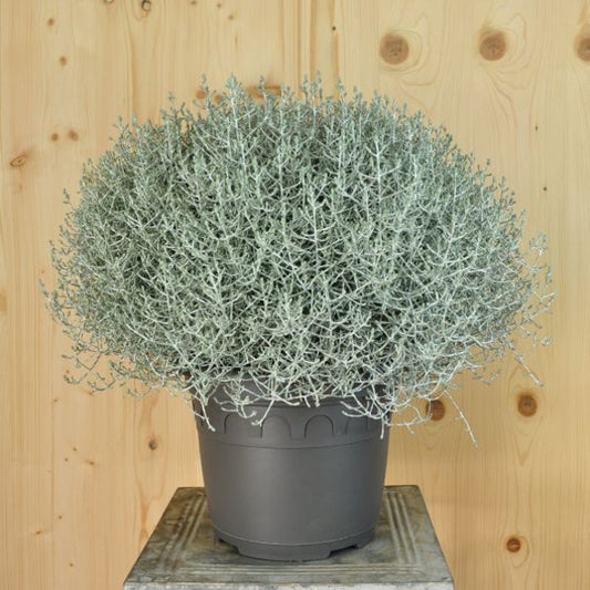 Silberkopf Calocephalus brownii Silver – Dekorative Strukturpflanze für den Herbst