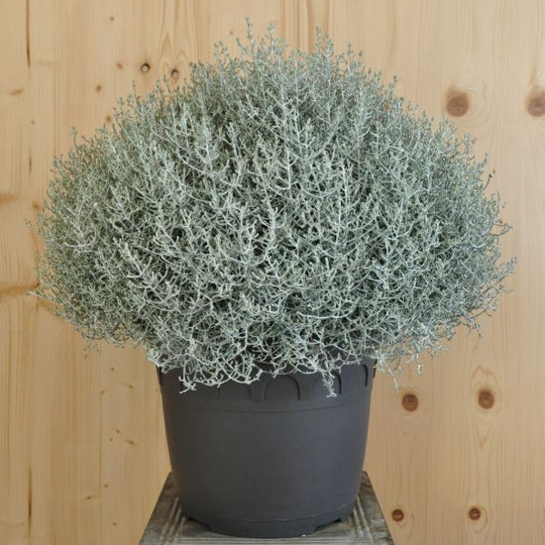 Silberkopf Calocephalus brownii Silver im 35er Topf – Moderne Zierpflanze aus Schweizer Produktion