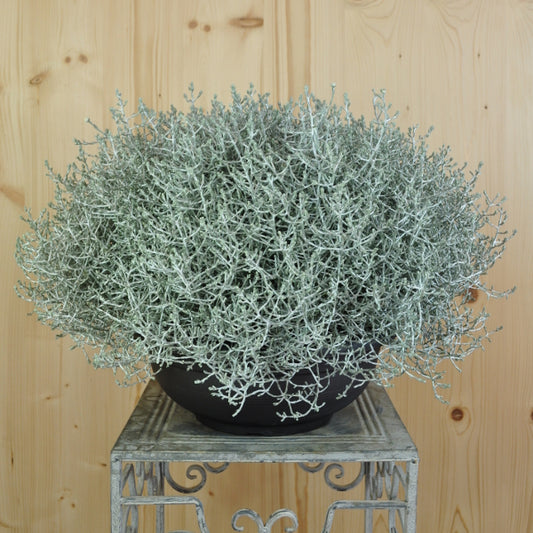 Der silberne Winterschmuck, Silberkopf - Calocephalus brownii Silver Schale