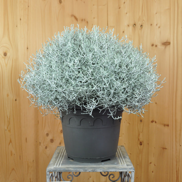 Der silberne Winterschmuck im Deko Korb, Silberkopf - Calocephalus brownii  Silver