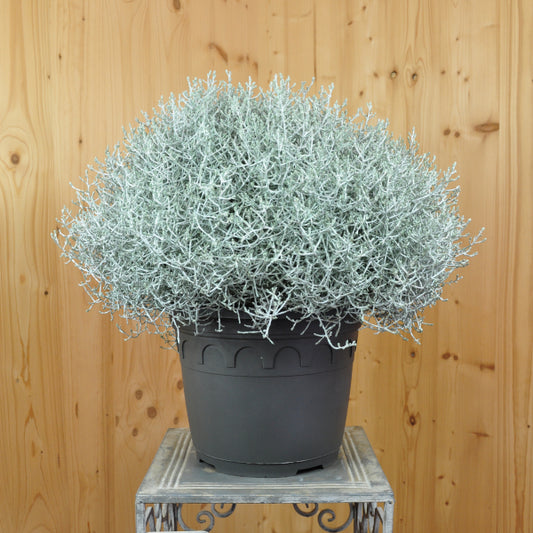 Der silberne Winterschmuck im Deko Korb, Silberkopf - Calocephalus brownii  Silver