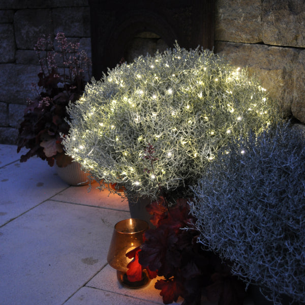 Der silberne Winterschmuck, Silberkopf - Calocephalus brownii Silver mit Lichterkette