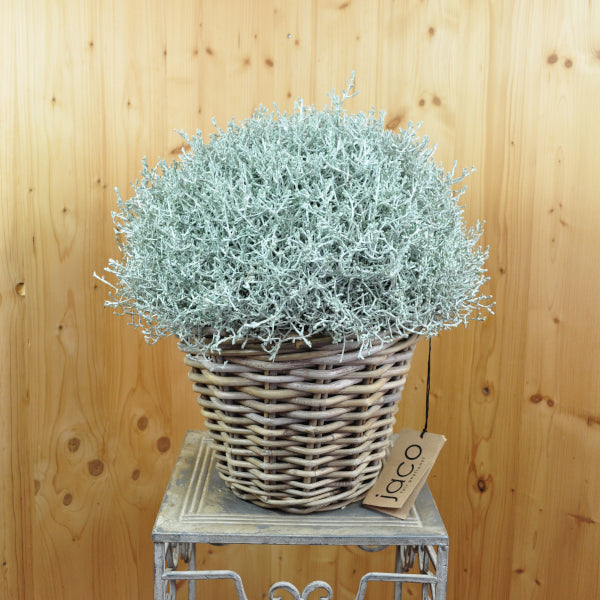 Silberkopf mit LIcht im Korb Calocephalus brownii Silver – Saisonpflanze mit silbergrauen Blättern