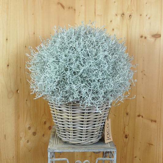 Silberkopf im Korb Calocephalus brownii Silver – Dekorative Strukturpflanze für den Herbst