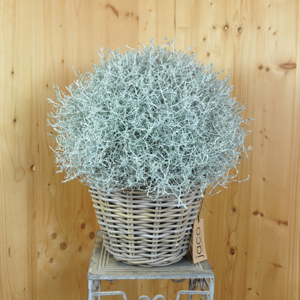 Silberkopf mit Licht im Korb Calocephalus brownii Silver – Dekorative Strukturpflanze für den Herbst